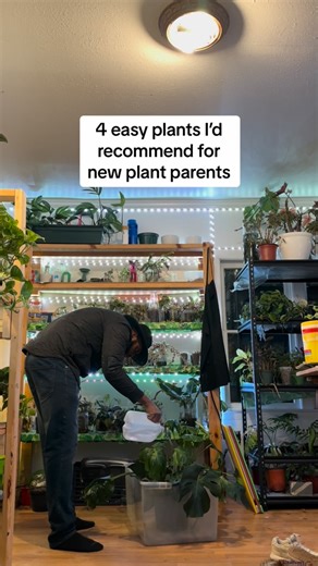 Plant recommendations with a side of awkward dancing 💚 😅 What’s your top 3 easiest houseplants you’d recommend to new plant parents? | Foraging Fosters