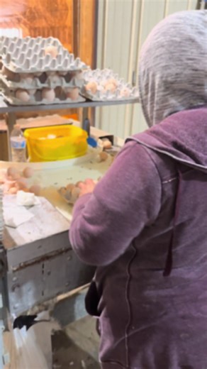 7.5K–8K eggs a day… and we’re speed-running the whole pack line: collect → sort → clean → flats → box. It’s giving factory mode. All gas, no breaks! #E#EggTokF#FarmTokC#ChickenTokE#EggsE#EggPacking#PoultryFarm