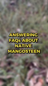 Are you familiar with the Native Mangosteen? 🤔 Let's get to know to it then! Let's answer some FAQs about it and learn facts about this amazing native! 🌿 Native Mangosteen or Randia Fitzalanii (sometimes referred to as Native Gardenia) is a tropical that is native to northern coastal Queensland, Australia. Compared to regular Mangosteen that is usually purple in color, Native Mangosteen has yellow hard-shelled fruits that contain a pale, soft and sweet segmented fruit with many small white see