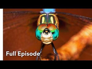 The Fierce, Creepy World of Arthropods | Wild Hunters 107