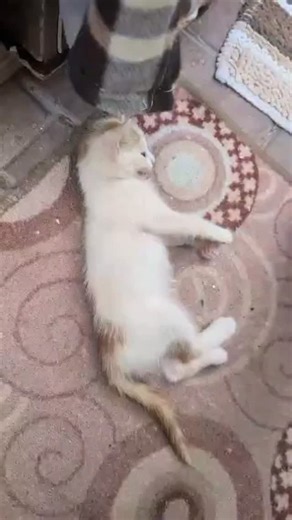 LoveandRescue on Instagram: "We rescued three babies and their mom from a dangerous area after seeing a post from this group - there were actually four, but one kitten got run over by a car before we got there They have been living in our enclosed garden, and if they cannot find homes, they unfortunately will have to be compound cats. This is not safe for them but we really do not have the ability to keep them indoors and have no other option. There are two males and one female - they are now ab