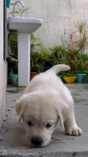 86K views · 4.3K reactions | CUTE 殺 #dogs #labrador #labradorretriever #doglover #labradorpuppy | Labrador Lovers | Facebook