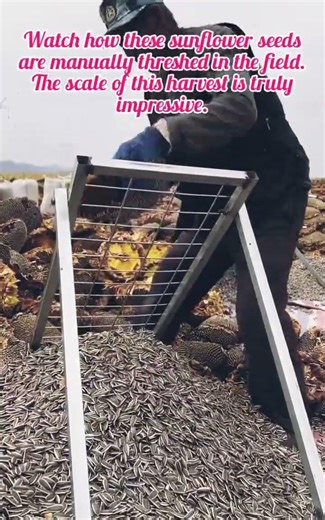 Traditional Sunflower Threshing: Farm-to-Table Process