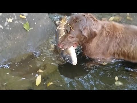 Dog catching a fish