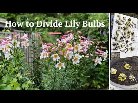 How to Divide Lily Bulbs | Grow, Propagate and Transplant Lily Bulbs and Plants | Sell or Gift