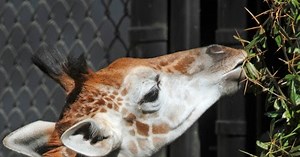 Sky-High Enrichment for Giraffe Family