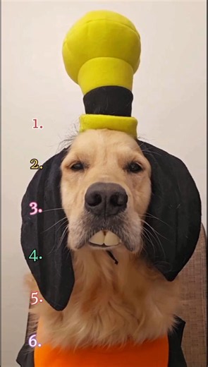 Ranking Funniest dogs moments 2026 #dog #usa #dogshorts #doglife