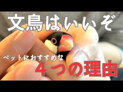 【これから文鳥を飼う人へ】文鳥はいいぞ！ペットにおすすめな４つの理由