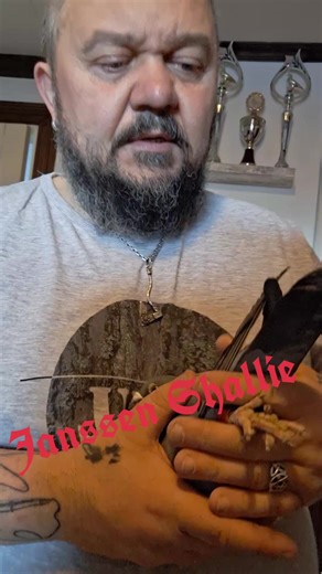 Racing Pigeons: Discovering the World of Janssen