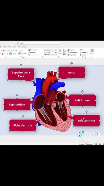 How to work with 3D models #morph #tutorial #powerpoint