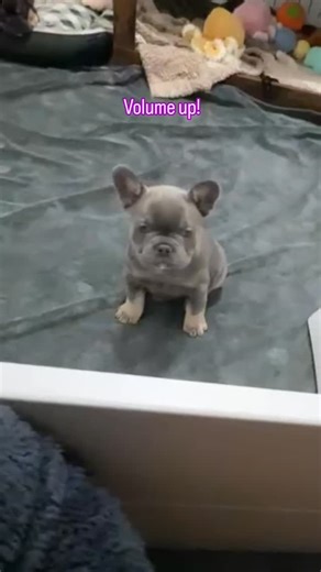 Our keeper girl, Tizzy, just showing us EXACTLY what she thinks about being left in the whelp box while Riot and Storm were out with the humans. #aanddfrenchies #frenchiesofinstagram #notforsale #sass | A & D Frenchies, LLC