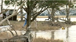 86K views · 1.4K reactions | Around this time every year, the goats on Goat Island in Murrells Inlet are moved to a farm where it's warmer and there's more food. The goat wrangling yesterday was quite hilarious! For more on this story and the full video, click the link: https://wpde.com/news/local/annual-goat-island-goat-wrangling-hilarious-spectacle | Ed Piotrowski WPDE | Facebook