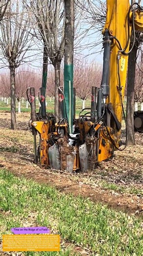 Root Ball Lift: How One Attachment Moves Trees Alive