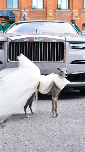 tika the iggy on Instagram: "“I told the planner to keep it minimal.” Living my SATC fantasy as the most beautiful four-legged bride; thank you @shantell_design for the gown 🤍"