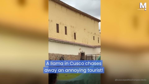 Not in a good mood! Angry llama chases annoying tourist