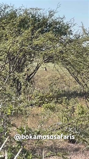 .338 win mag on a jackal…