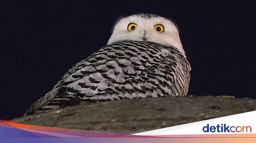 10 Keistimewaan Burung Hantu, Taksonomi, Habitat, Perilaku, serta Mitosnya