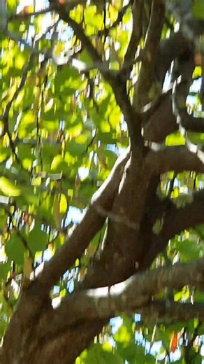 Magpies and Red wattlebird in the tree. #birdsnature #birdslifestyle | Nature's Eye