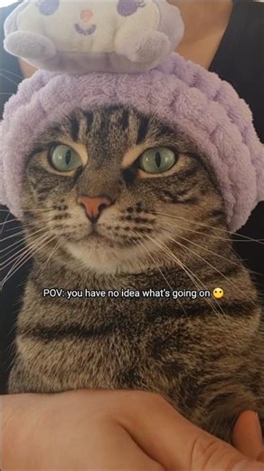 I trusted you… 😾 #cat #viralshorts #cute #funny