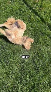 62 reactions · 4 comments | A MUST-READ FOR ALL DOG PARENTS… Discover how Manuka honey helped Evee beat non stop itching — no messy baths or harsh meds needed. Click The Button To Learn More | iHeartDogs | Facebook