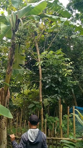 banana blue java on Instagram: "Bananas king bandung"