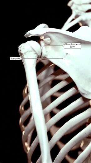 Anatomy of the Appendicular Skeleton I #science #biologybook #neet #trendingshorts #trending #trend