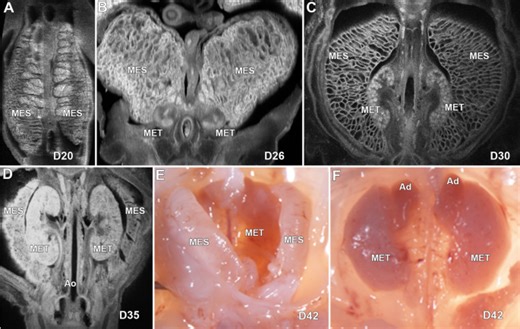 Profiling development of abdominal organs in the pig - Scientific Reports