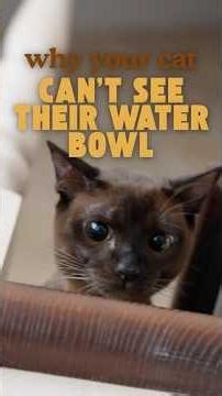 Why Your Cat Can't See Their Water Bowl 🐱