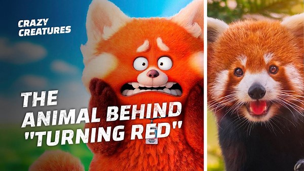 The Real Red Pandas That Inspired Pixar's Turning Red