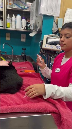 Intramuscular injection- Cat