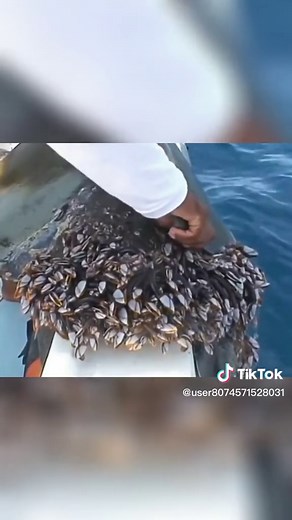 Removing Barnacles from Turtle | Turtle Barnacle Removal Process