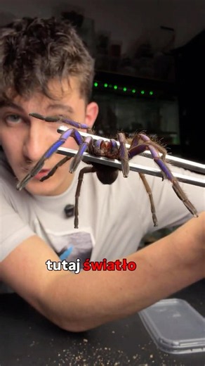 MOVING THIS SPIDER IS ALREADY ON THE CHANNEL! #spider #tarantula #animals