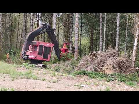 Feller-buncher logging, felling trees September 20 2026