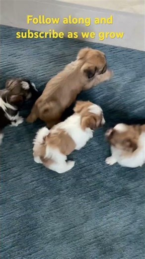Shih Tzu Puppies Learn to Play on the Steps | Day 35