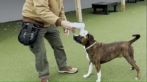 Humane Society for Hamilton County (Indiana) on Reels