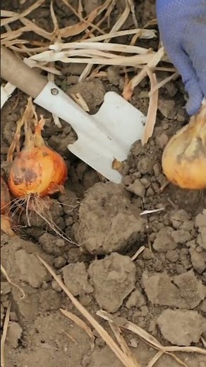 "Onion Harvesting with Smart Farming Machinery | Modern Agricultural Tech in Action"