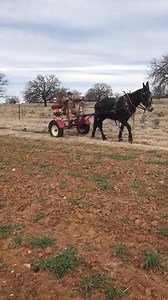 Mules Ride!! #mules #farming | Hutto Mule and Farming