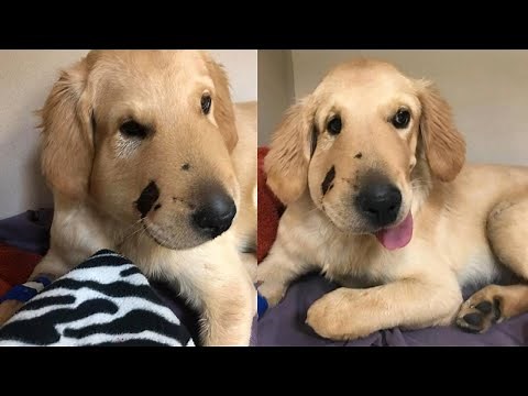 Golden Retriever Protects Owner From Rattlesnake in Arizona
