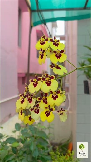 Dendrobium Orchids Blooming | Beautiful Blossoms | Bonsaihaven #dendrobium #orchids #shorts #viral
