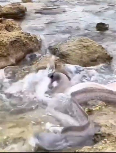 Sea Snakes Hunting Fish | Silent Predators of the Ocean