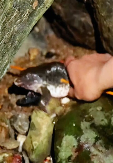 #EPS004 Frog Hunting Skills Using a Crossbow | Freezing Night Survival in the Wild #bushcraft #survival #shelter #survivalskills