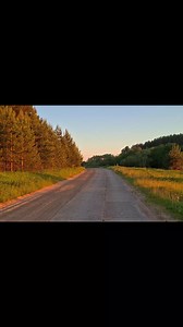 Forest Nature Enjoyment: Easy Ways to Connect with Nature