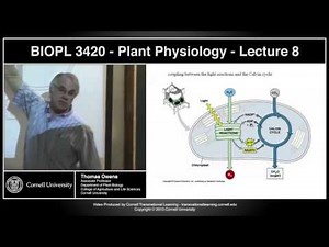 BIOPL3420 - Plant Physiology - Lecture 8