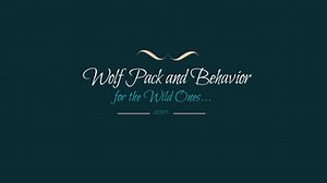 Wolf Pack And Behavior