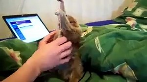 1.5K views · 69 reactions | Like a boss~ | Funny Animal Network | Facebook