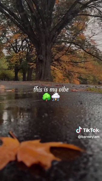 🖤 #nature #forest #fyp #rain