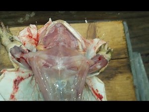 FROG DISSECTION//ZOOLOGY//SCIENCE PROJECT//2019//