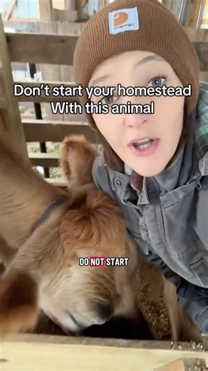 Roots & Rabbits Homestead on Instagram: "Thinking about getting a family milk cow? Before you start, there are some important things you need to know. Milk cows require daily commitment, consistency, and proper management. From feeding and minerals to milking routines, sanitation, and health checks — this is not beginner livestock. In this video, I share the real realities of owning a milk cow, common beginner mistakes, and what I wish I knew before starting. Milk can be incredibly rewarding, bu