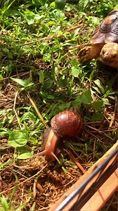 I was not expecting that…. #tortoise #turtle #reptile #reptiles #sulcata #sulcatatortoise #tortoises #turtles #pet #tortoiselife #tortoiselove #pets #animals #funnyvideos #nature #tortoiselover #animal #yuck #gross #fart #farts #whoa #tortuga #rude #babytortoise #lol #yikes #sulcatalover | Tucker The Tiny Tortoise