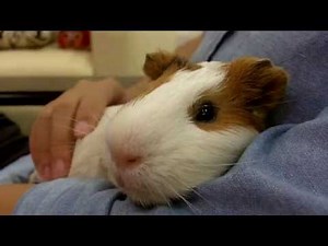 Henry the Guinea Pig Loves Cuddling and Getting Massages!